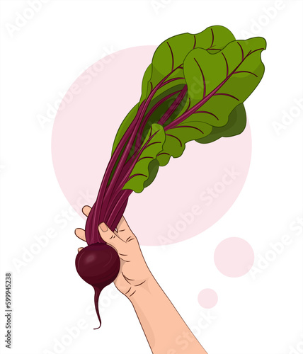 Beet, beetroot, sugar beet. Beet in hand. A vegetable in a human hand. Healthy food. Isolated vector illustration white background. 