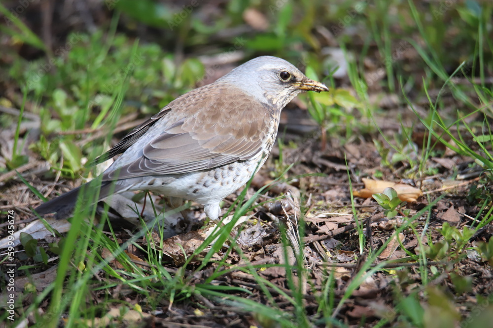 thrush on a grass thrush on a grass