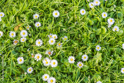 Common Daisy flowers in Fitzgerald's park in Cork Munster province in Ireland