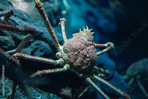 Japanese Spider Crab Climbing A Rock