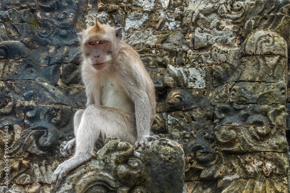 Crab-eating macaque (Macaca fascicularis), Uluwatu Temple, a Balinese Hindu sea temple (Pura Segara), South Kuta, Badung, Southern Bali, Indonesia