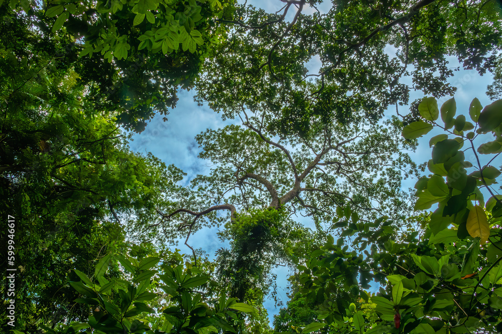 Fototapeta premium Tropical rainforest, Ubud Monkey Forest, Bali, Indonesia