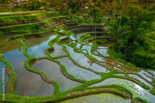 Fototapeta Naklejka Na Ścianę i Meble -  Tegallalang Rice Terraces, Ubud, Bali, Indonesia