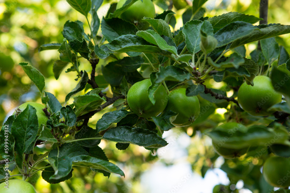 Green apples on branches in garden food