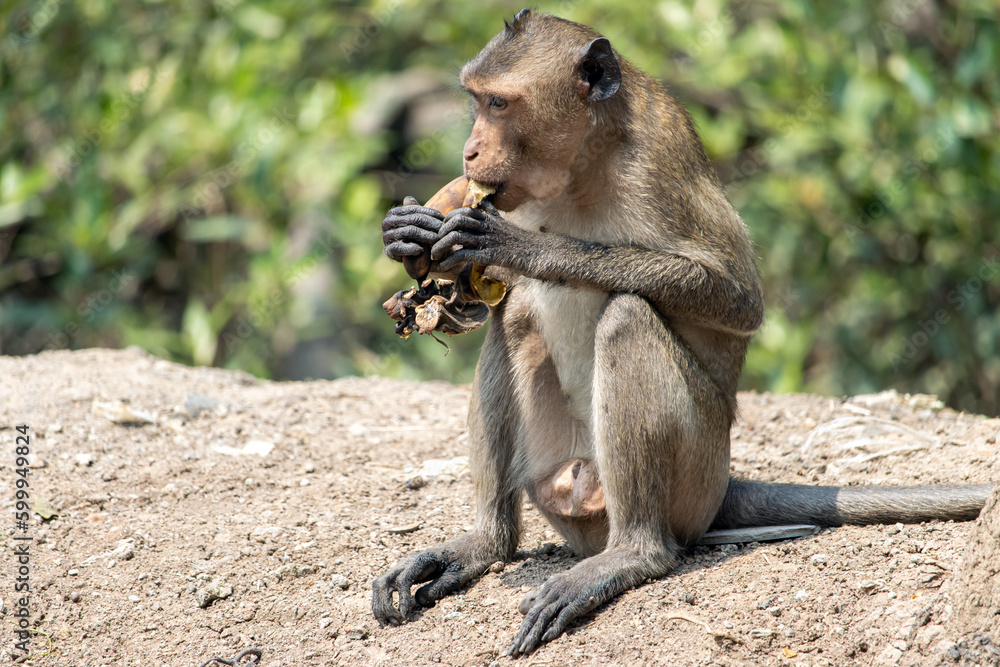 Fototapeta premium Macaque eats banana in tropical nature, Thailand