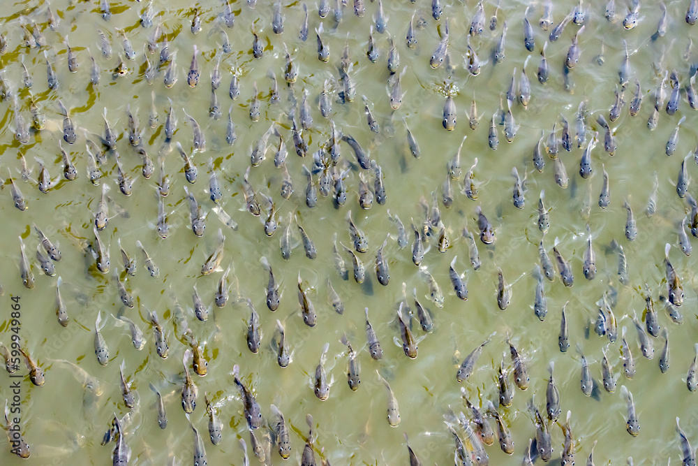 Fototapeta premium A flock of fish swims in one direction forward, Thailand