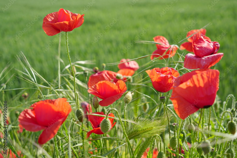Fototapeta premium Field of wild poppies on a sunny spring day. Red poppy as a symbol of the memory of the victims of the war.
