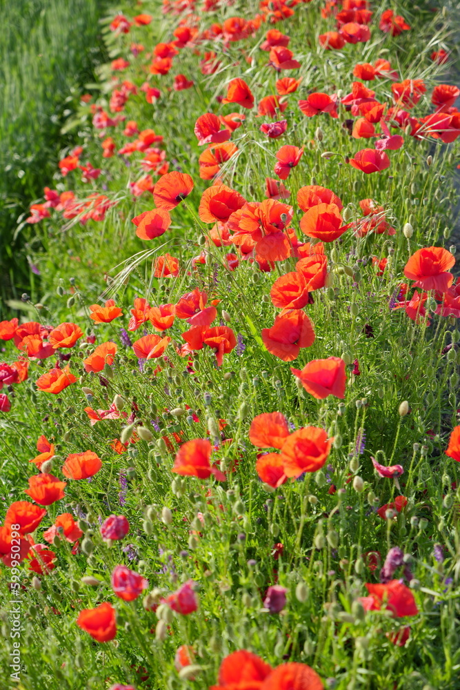 Field of wild poppies on a sunny spring day. Red poppy as a symbol of the memory of the victims of the war.