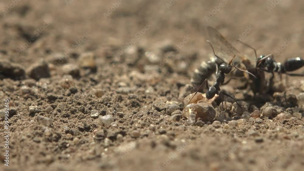 Ants find dead bee and move it to their anthill along dry dirt road