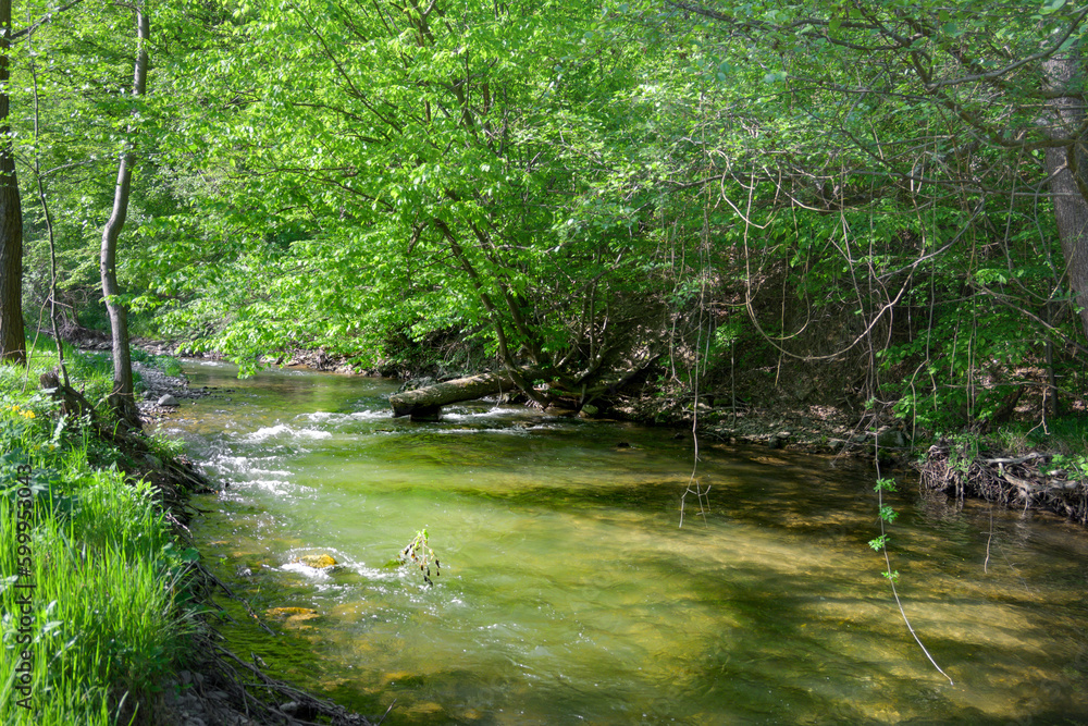 Mountain river and wild nature. Protection of nature and flowing waters - concept. Mountain river and wild nature. Protection of nature and flowing waters - concept.
