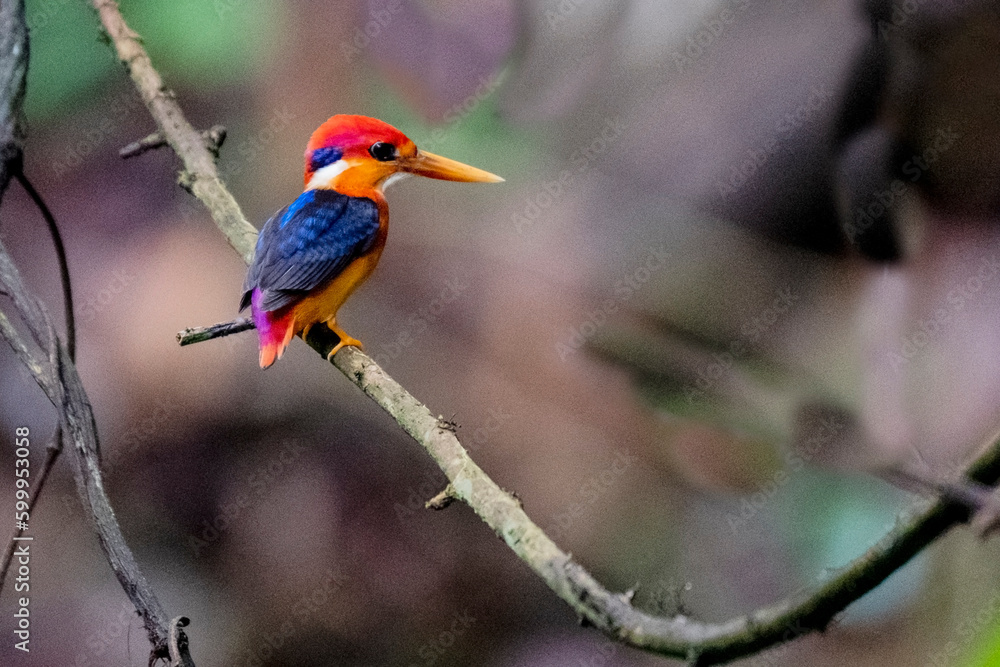 oriental dwarf kingfisher from rajkandi reserve forest sylhet Bangladesh
