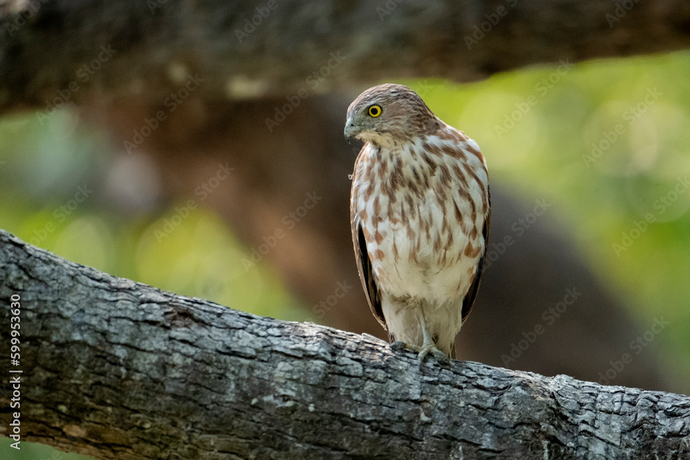 shikra bird from sundarban Bangladesh shikra bird from sundarban Bangladesh