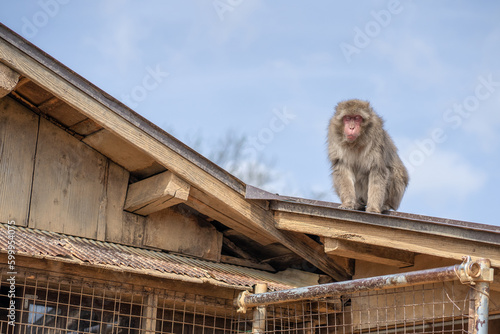Tired Snow Monkey Resting on Top of Building