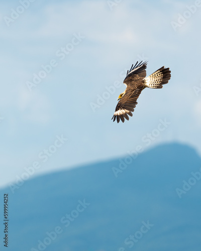 eagle in flight in colombian cuñis, blue sky, liberator and inner peace