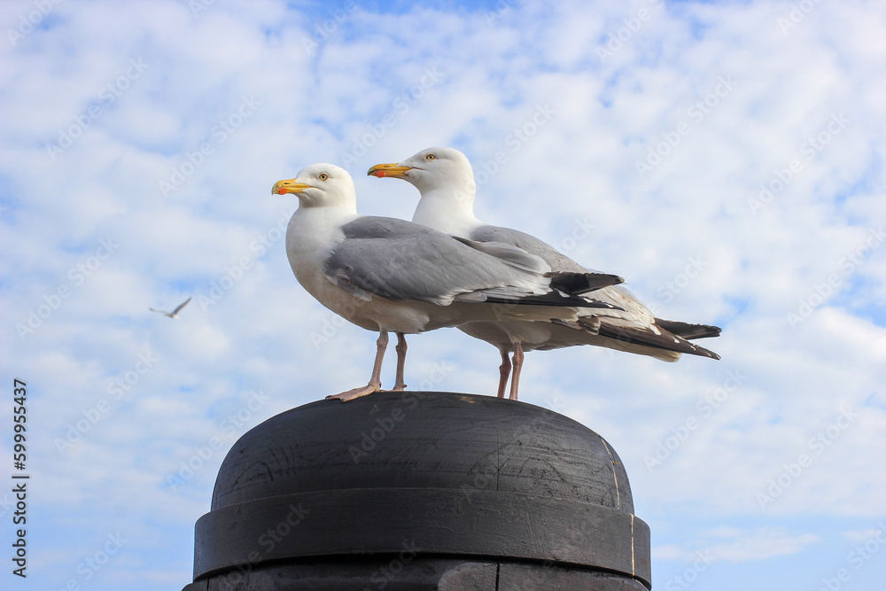 Obraz premium seagull on the pier