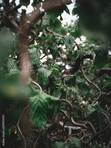 Jungle © Maciej