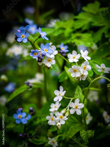Flowers © Maciej