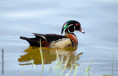 Wood duck on river