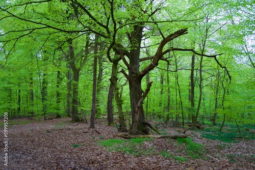 Beech trees at spring in the forest