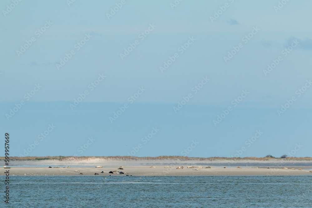 Seals lie on a mudflat in the frisian islands in north friesland, the seals lie in front of the island forbidden for tourists rottumerplaat, remembering the europe travel