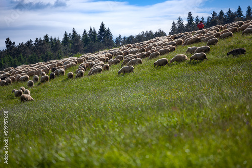 Bacówka w Czarnem i okolice w Beskidzie Niskim. Stado owiec na zielonym pastwisku. 