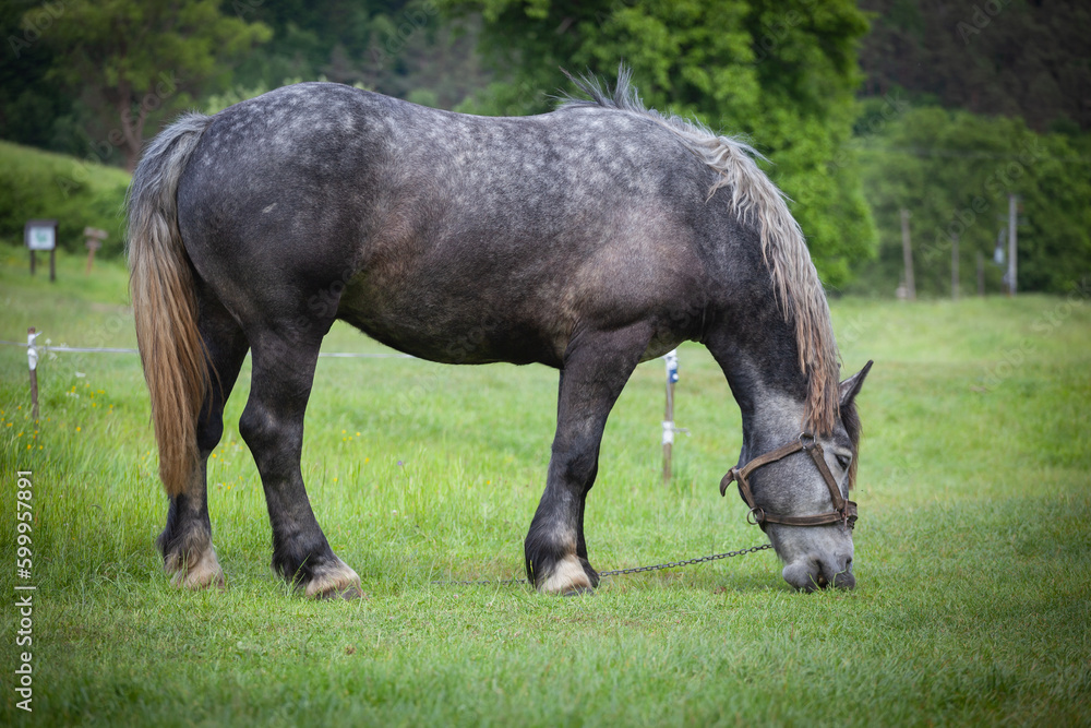 Obraz premium Bacówka w Czarnem i okolice w Beskidzie Niskim. Czarny koń jedzący zieloną trawę na polu.