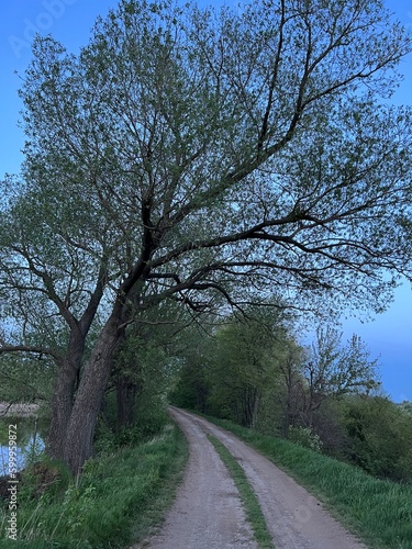 trees in the park, road in the forest