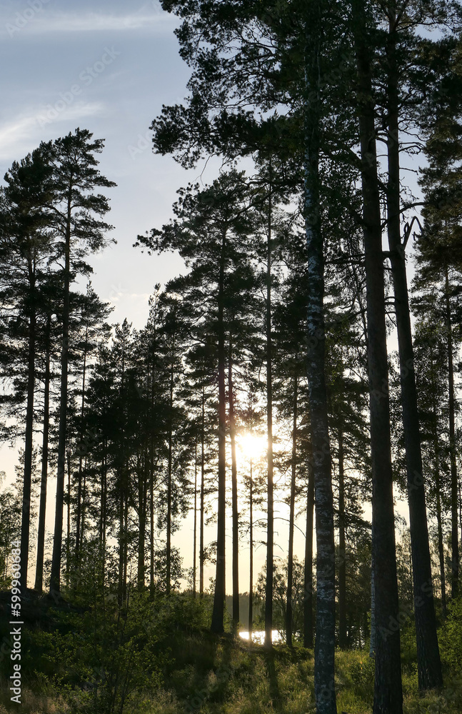 Fototapeta premium sunset in the forest