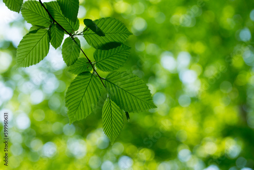 green leaves background in sunny day © Pakhnyushchyy
