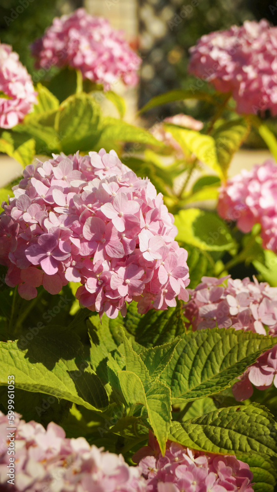 Fototapeta premium Hydrangea pink flower in the garden. 