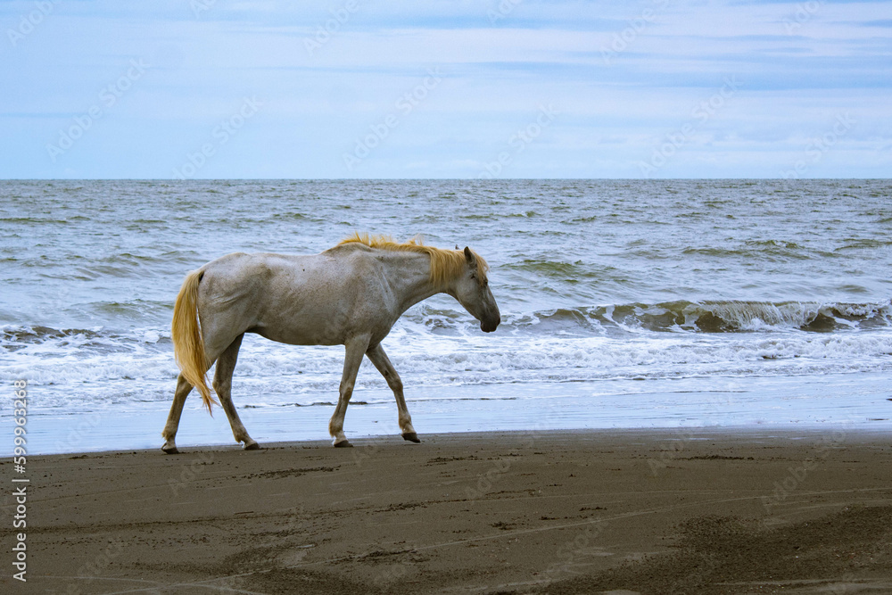 Caballo en la playa