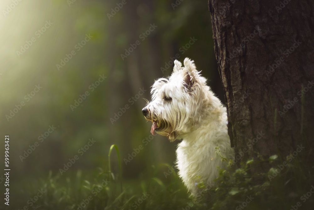 West highland white terrier dog portrait West highland white terrier dog portrait