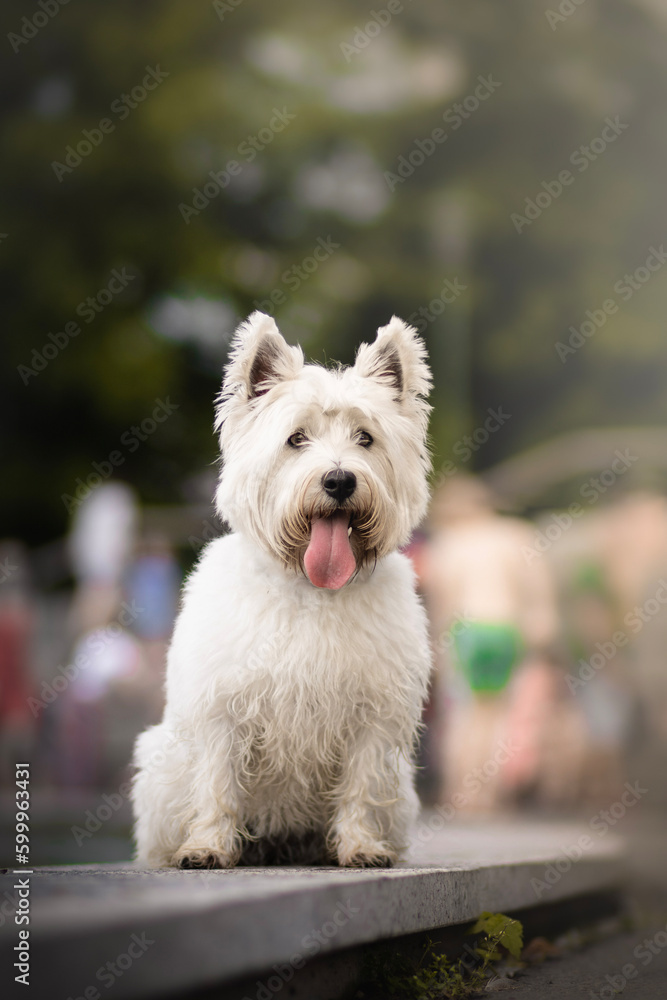 West highland white terrier dog portrait