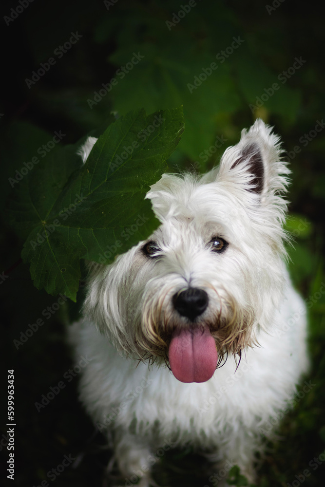 Adorable west highland white terrier dog portrait