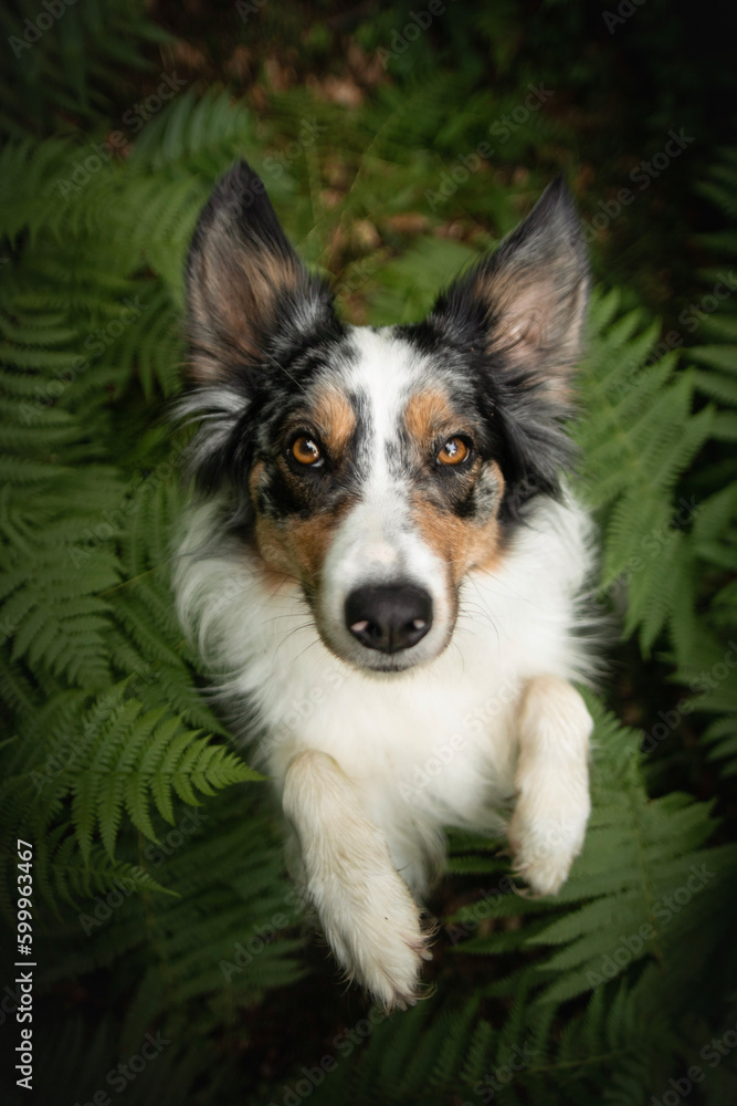 Border collie dog in forest
