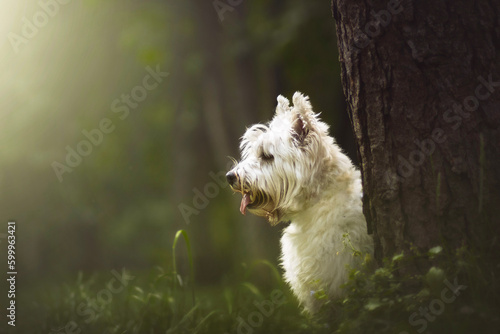 Foto West highland white terrier dog portrait