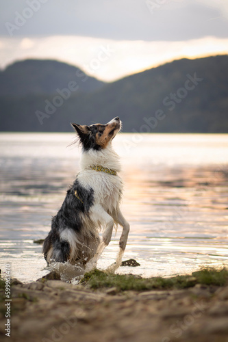 Border collie dog on the beach © WIQHA Photography