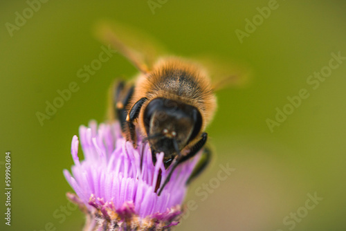 Bee on a flower © WIQHA Photography