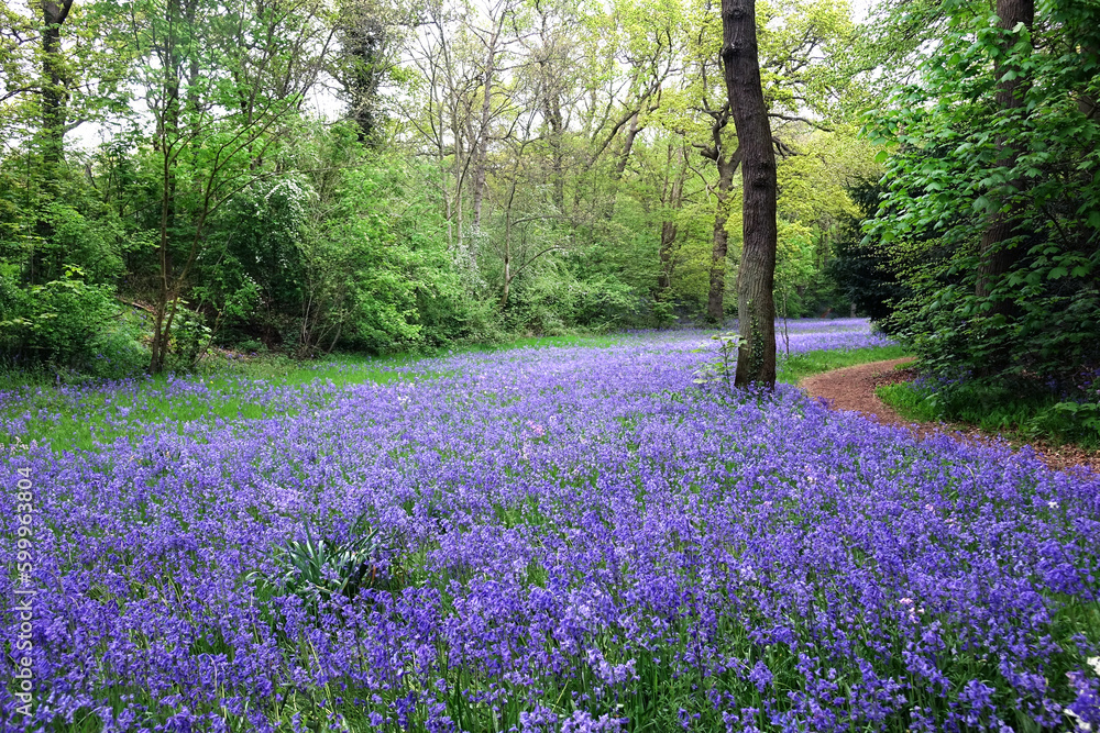 Naklejka premium Spring with pink bluebells in park Sorghvliet