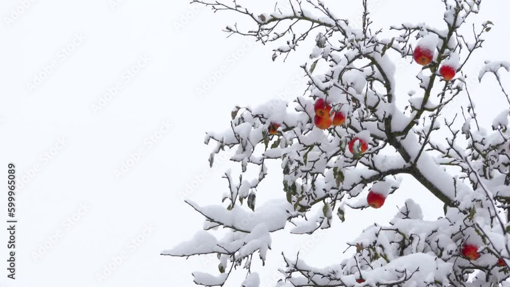 apples with snow on the tree,hanging unpicked apple trees in the garden in winter apples with snow on the tree,hanging unpicked apple trees in the garden in winter