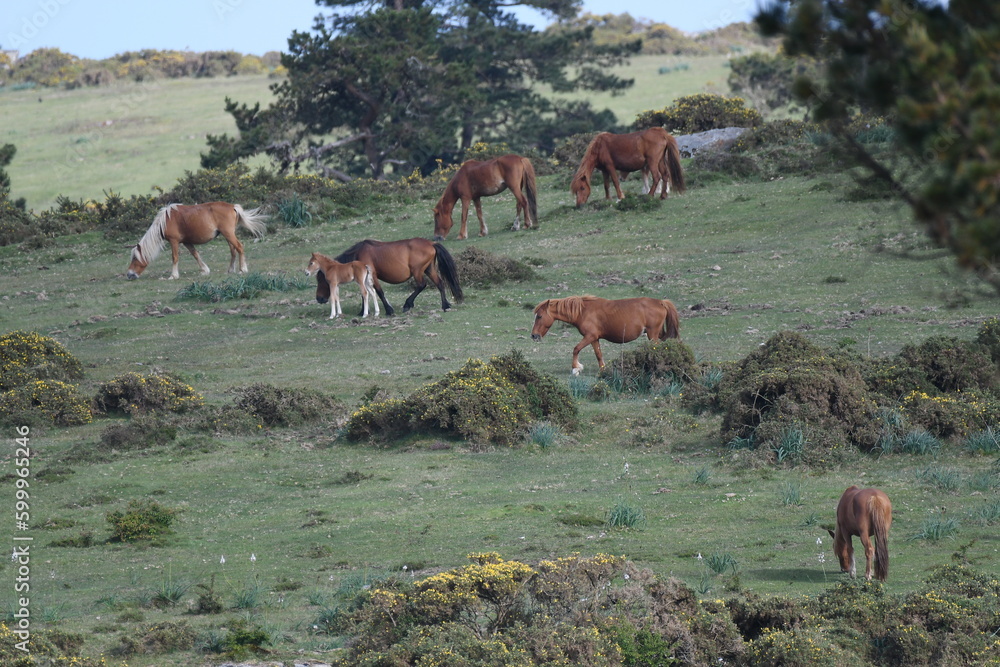 Obraz premium Caballos salvajes en la Sierra de la Capela