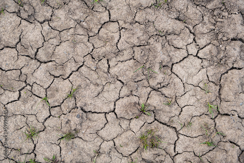 Texture of mud in a dry soi, cracked ground, earth Climate change concept. Little green plant on dry ground