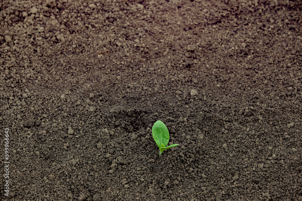 Green sprout in the soil. Medium shot.