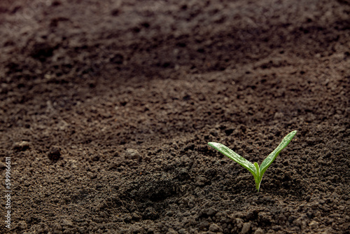 Green sprout with water drops in the soil on a sunny day. Close-up. Banner with copy space. The concept of warmth and care.
