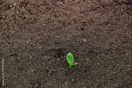Obraz na płótnie Green sprout in the soil. Medium shot. w salonie