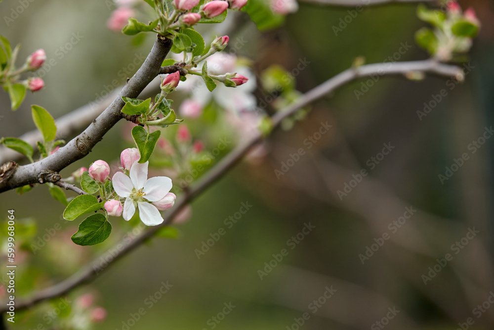A branch of apple tree with blossoming flowers and flower buds close-up on multicolor blurred background. Spring nature
