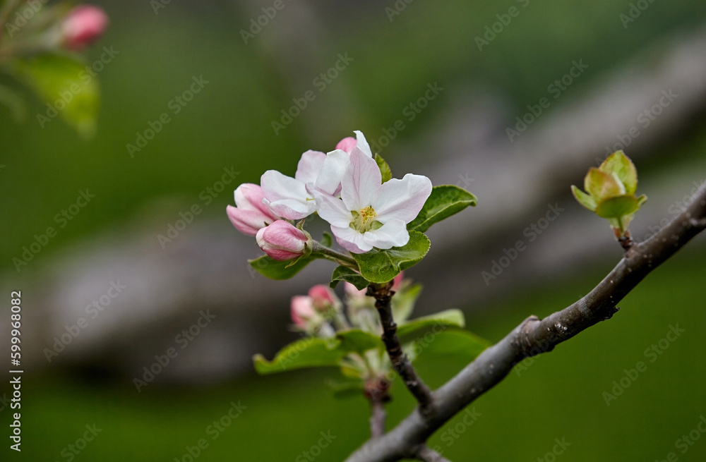 A branch of apple tree with blossoming flowers and flower buds close-up on a green background. Spring nature A branch of apple tree with blossoming flowers and flower buds close-up on a green background. Spring nature