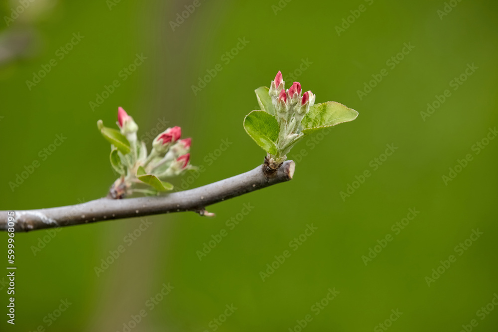 Tree branch with pink flower buds close-up on green blurred background. Apple blossoms Tree branch with pink flower buds close-up on green blurred background. Apple blossoms