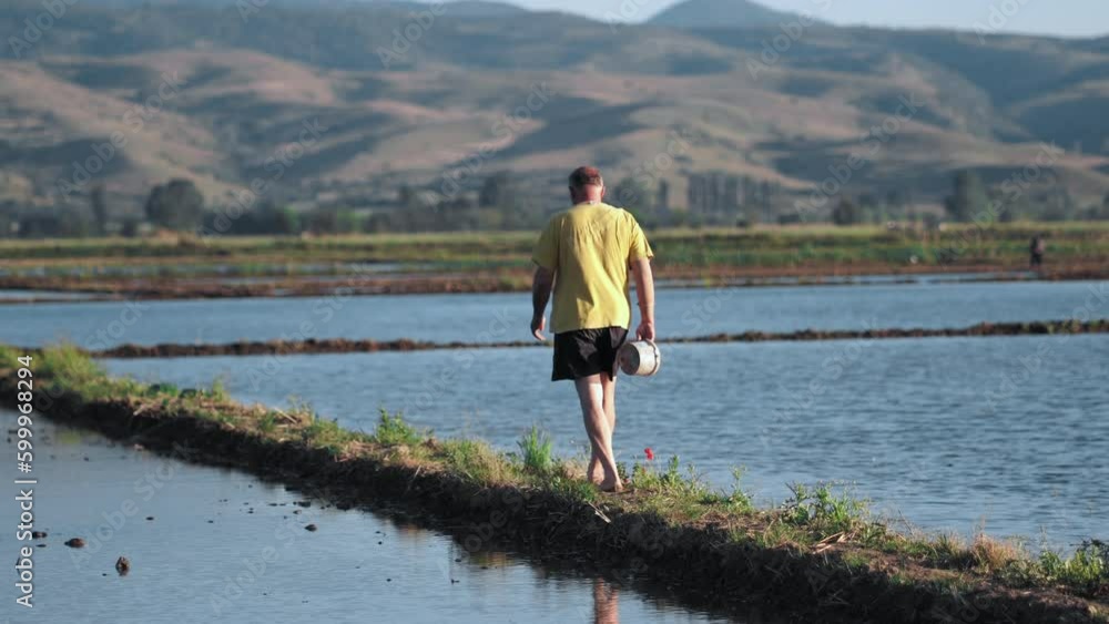 Farmer sorks on the rice paddy agriculture field Farmer sorks on the rice paddy agriculture field