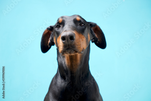 Doberman Pinscher Dog Dobe portrait